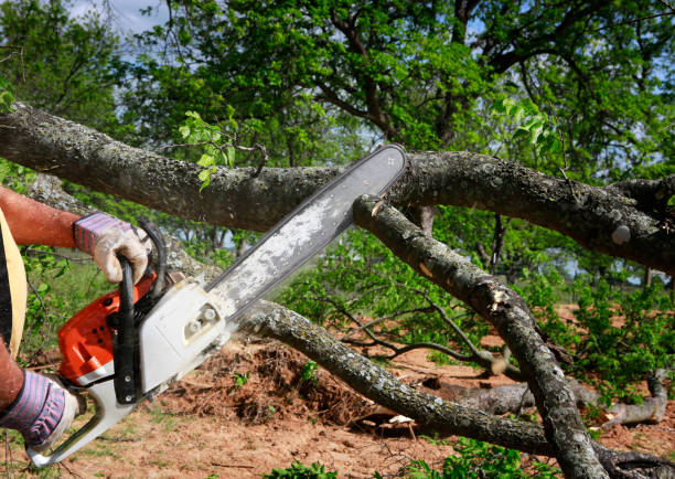 Organic Lawn Care Solutions in Jenks, OK